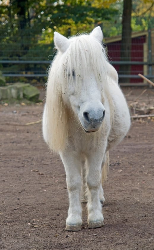 white pony